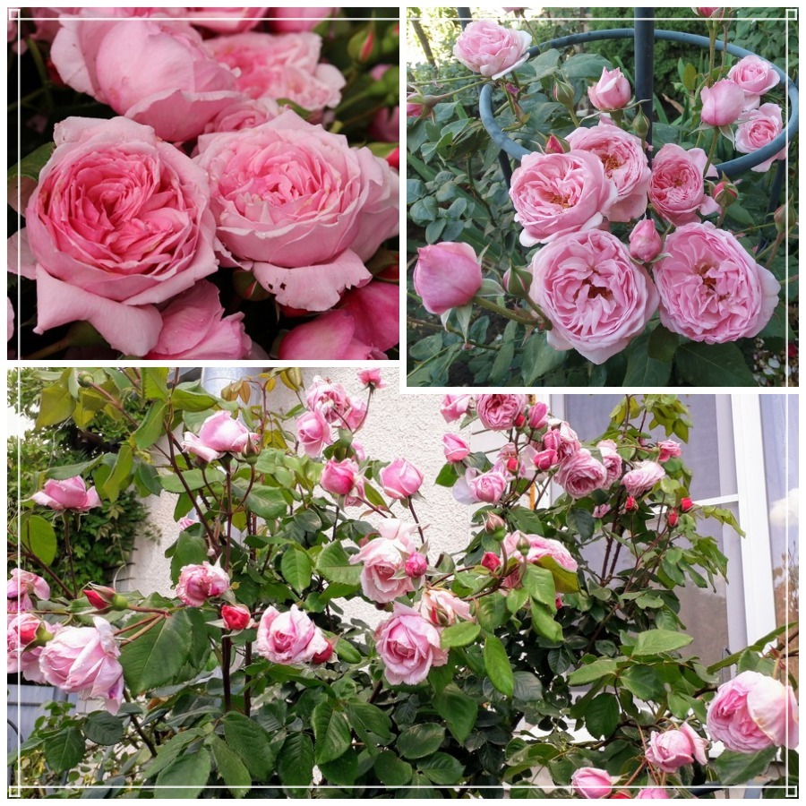 Kiss Me Kate róża pnąca